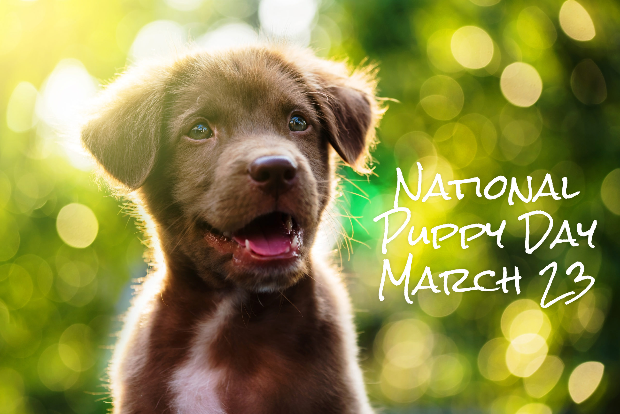 National Puppy Day How to Know Who is Right for You Veterinary