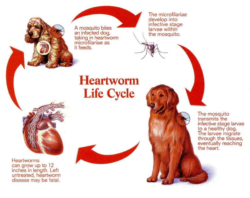 national-heartworm-awareness-month-veterinary-clinic-vet-med-clinic